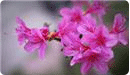 꽃 : 연산홍